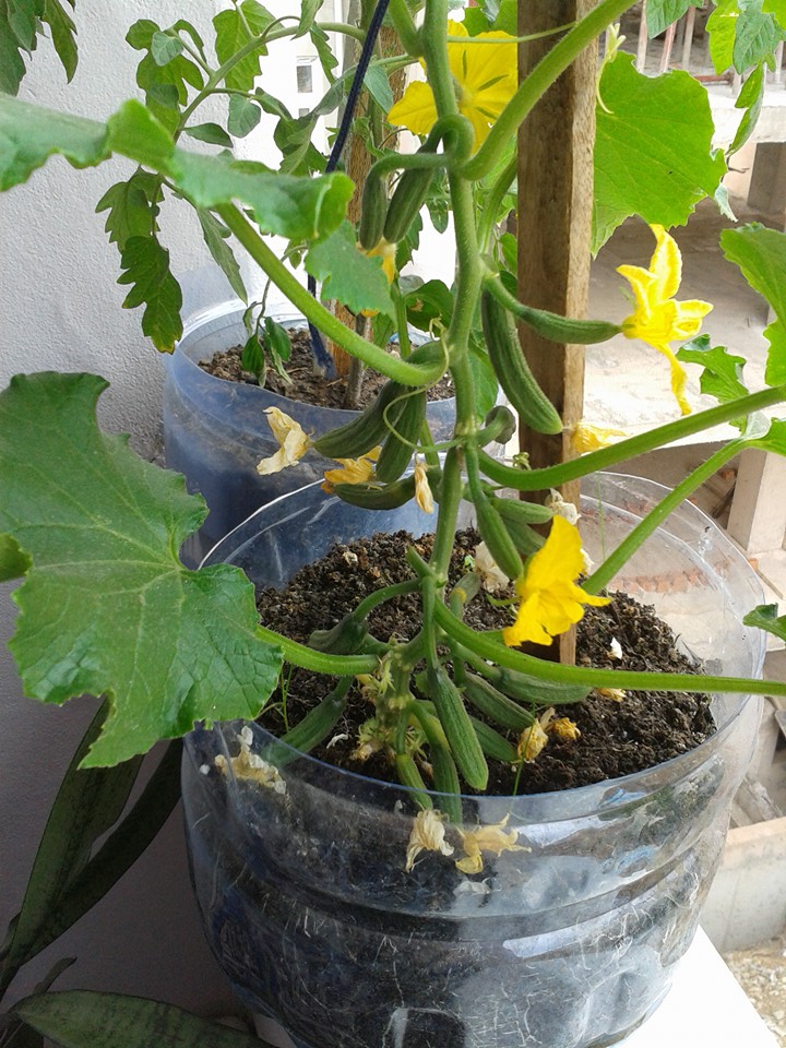 Sürmene Güneyköy Resimleri 22