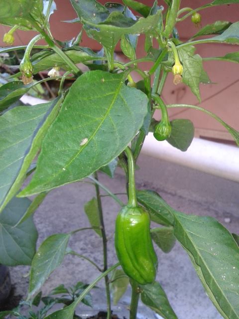 Sürmene Güneyköy Resimleri 7