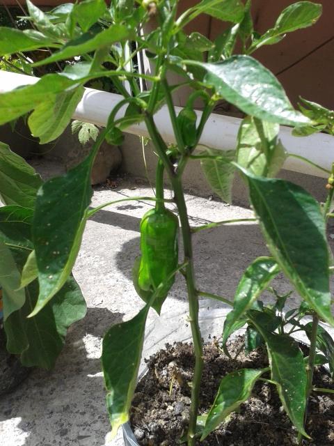 Sürmene Güneyköy Resimleri 9