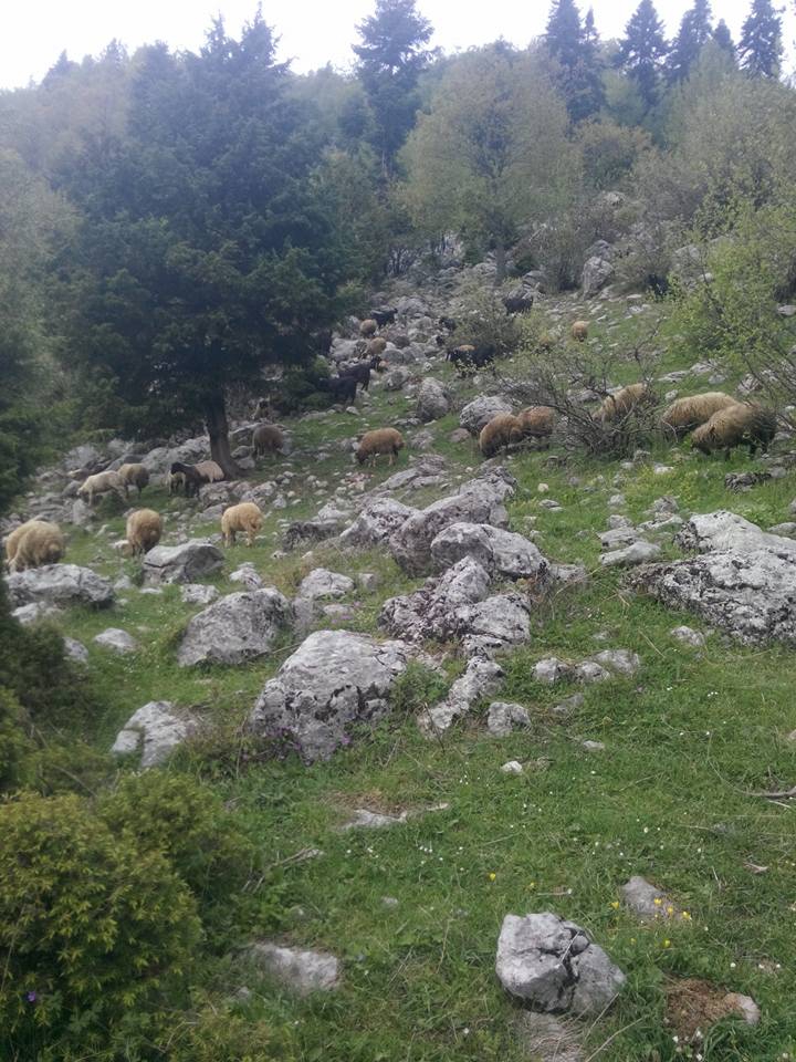 Andırın Arıklar Köyü Resimleri 10