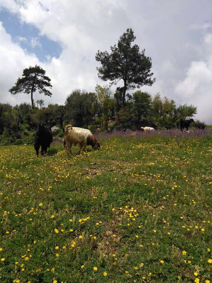 Andırın Camuzluk Köyü Resimleri 11
