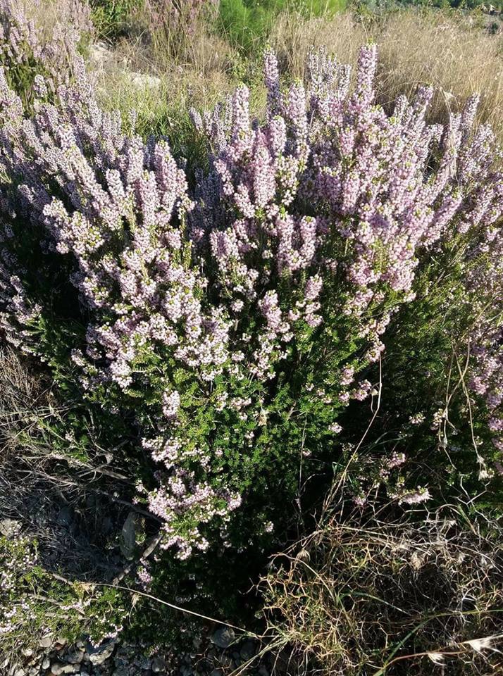 Andırın Çiçekli Köyü Resimleri 2