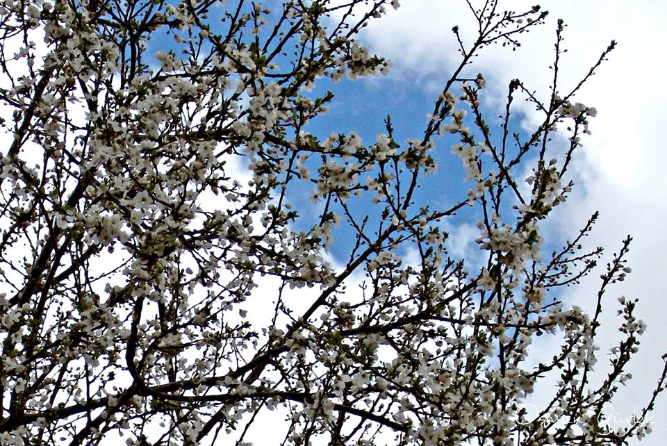 Andırın Çiçekli Köyü Resimleri 6