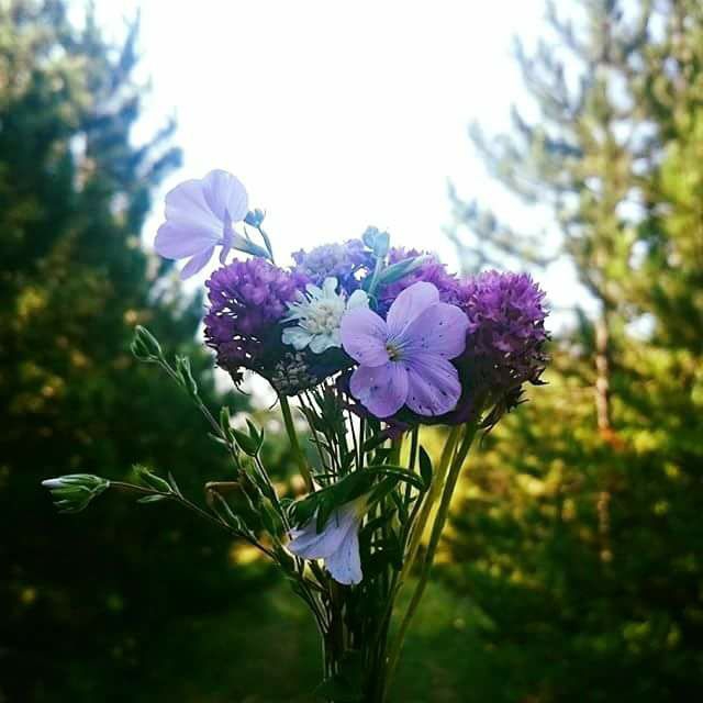 Andırın Çiçekli Köyü Resimleri 8