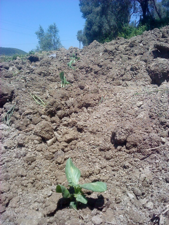 Andırın Kabaağaç Köyü Resimleri 3