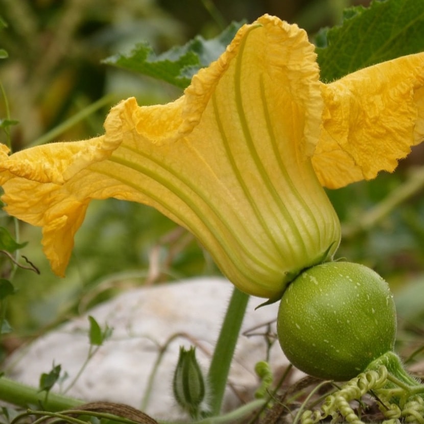 Andırın Kabaklar Köyü Resimleri 1