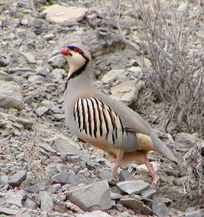 Andırın Karapınar Köyü Resimleri 9