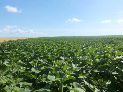 Adana Ceyhan Isırganlı Köyü Resimleri 10