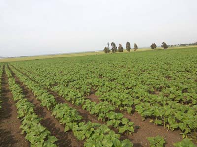 Adana Ceyhan Isırganlı Köyü Resimleri 11