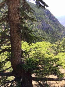 Adana Ceyhan Isırganlı Köyü Resimleri 3