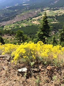 Adana Ceyhan Isırganlı Köyü Resimleri 5