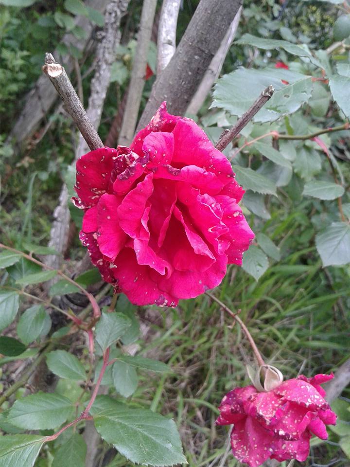 Sürmene Üzümlü  Köyü Resimleri 20