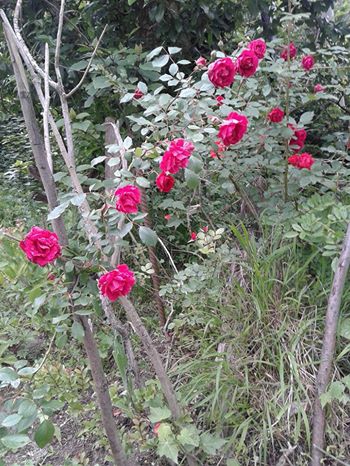 Sürmene Üzümlü  Köyü Resimleri 9