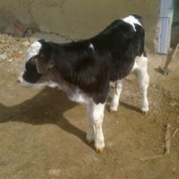 Demirözü Pınarcık Köyü Resimleri 3