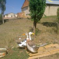 Demirözü Pınarcık Köyü Resimleri 5