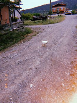 Tosya Aşağıdikmen Köyü Resimleri 8