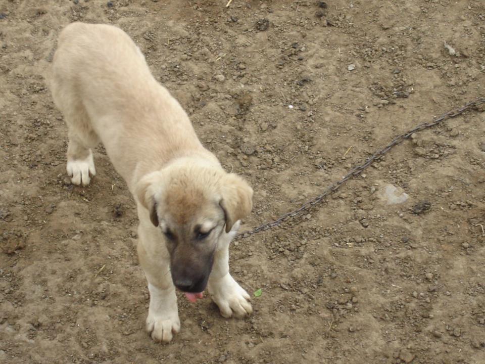 Akıncılar Ekenek Köyü Resimleri 13