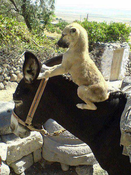 Akıncılar Ekenek Köyü Resimleri 14