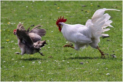 Akıncılar Ekenek Köyü Resimleri 15