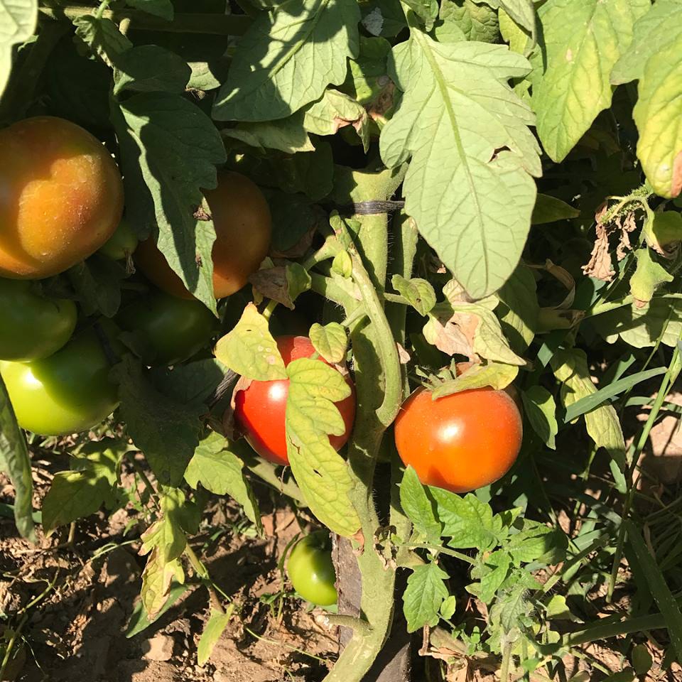 Akıncılar Aşağıyeniköy Resimleri 22