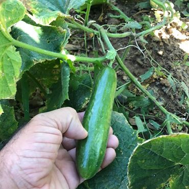 Akıncılar Aşağıyeniköy Resimleri 4