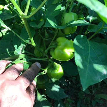 Akıncılar Aşağıyeniköy Resimleri 5