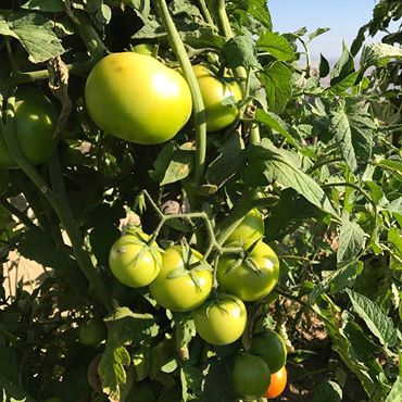 Akıncılar Aşağıyeniköy Resimleri 6