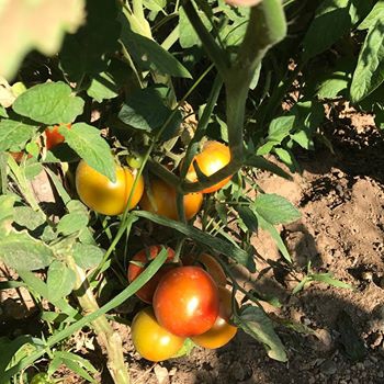 Akıncılar Aşağıyeniköy Resimleri 7