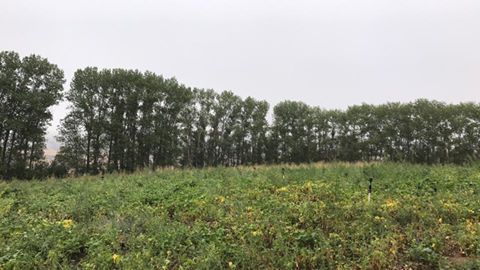 Akıncılar Aşağıyeniköy Resimleri 8