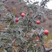 Bayburt Alapelit Köyü Resimleri 2