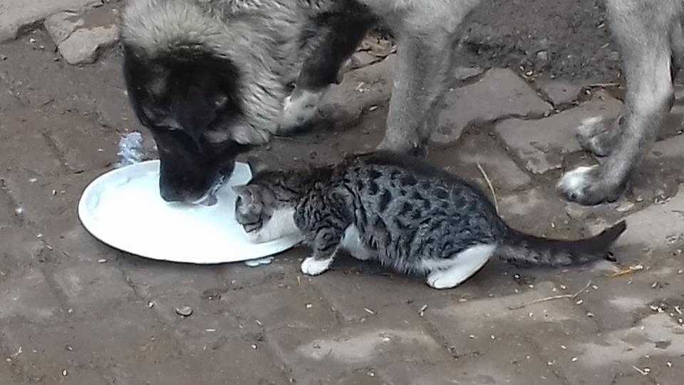 Akıncılar Avşar Köyü Resimleri 14