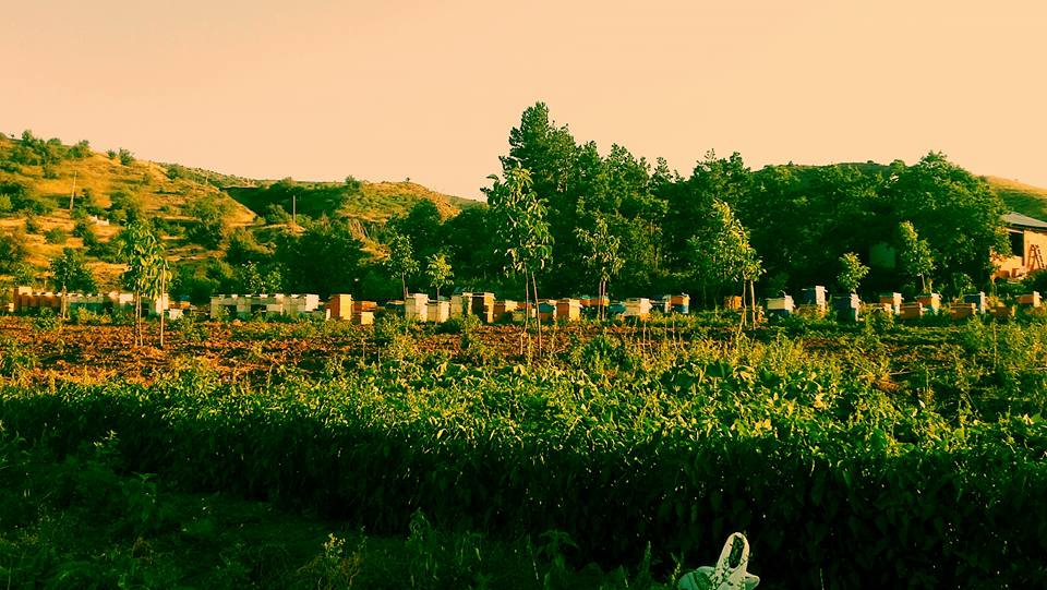 Akıncılar Avşar Köyü Resimleri 15