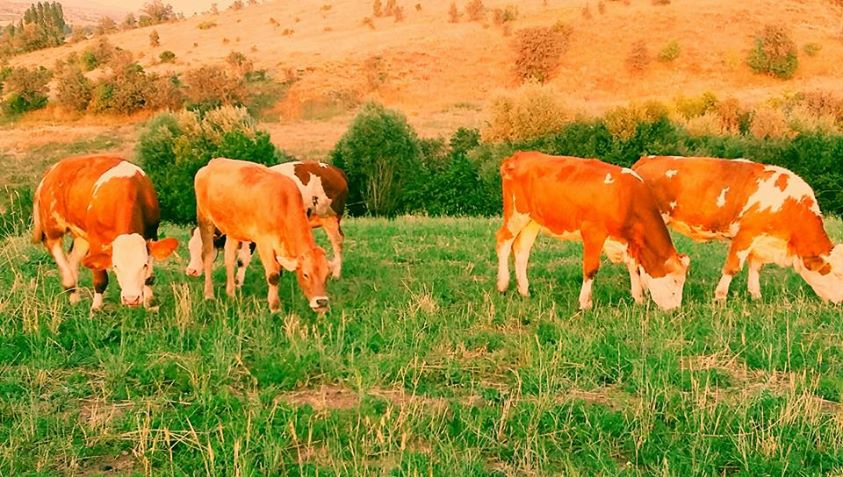 Akıncılar Avşar Köyü Resimleri 16