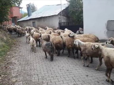 Akıncılar Avşar Köyü Resimleri 8