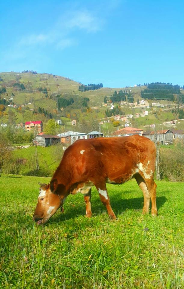 Şalpazarı Sütpınar Köyü Resimleri 28