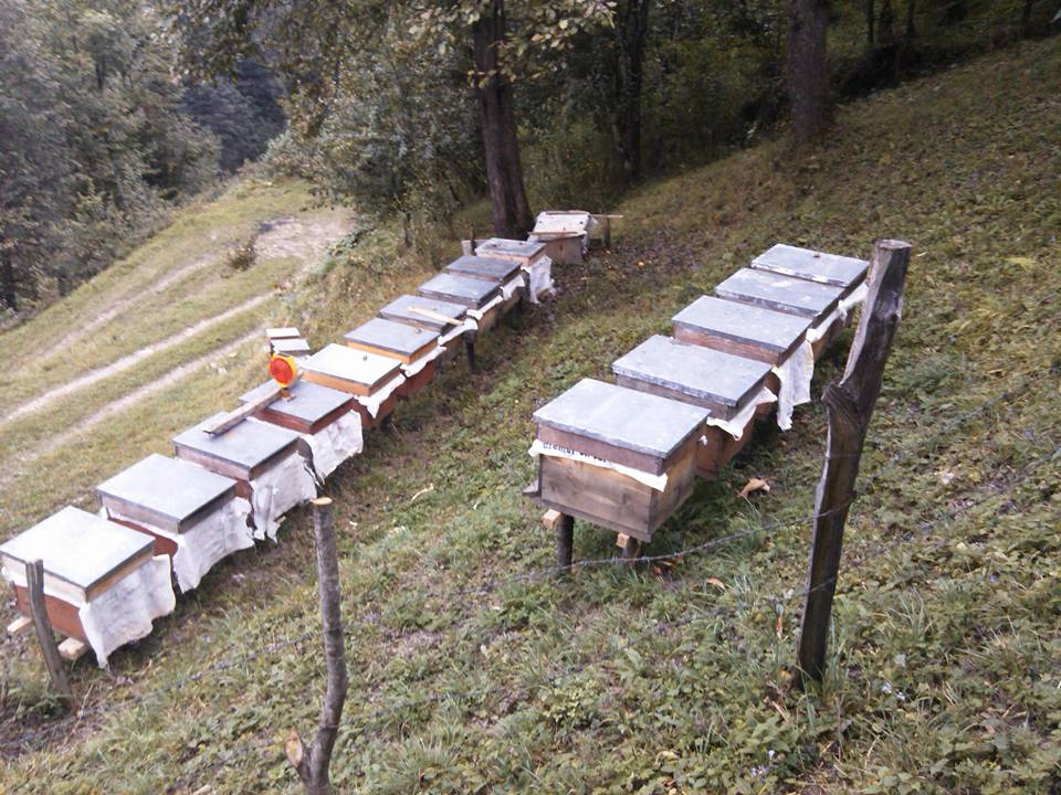 Şalpazarı Sütpınar Köyü Resimleri 38