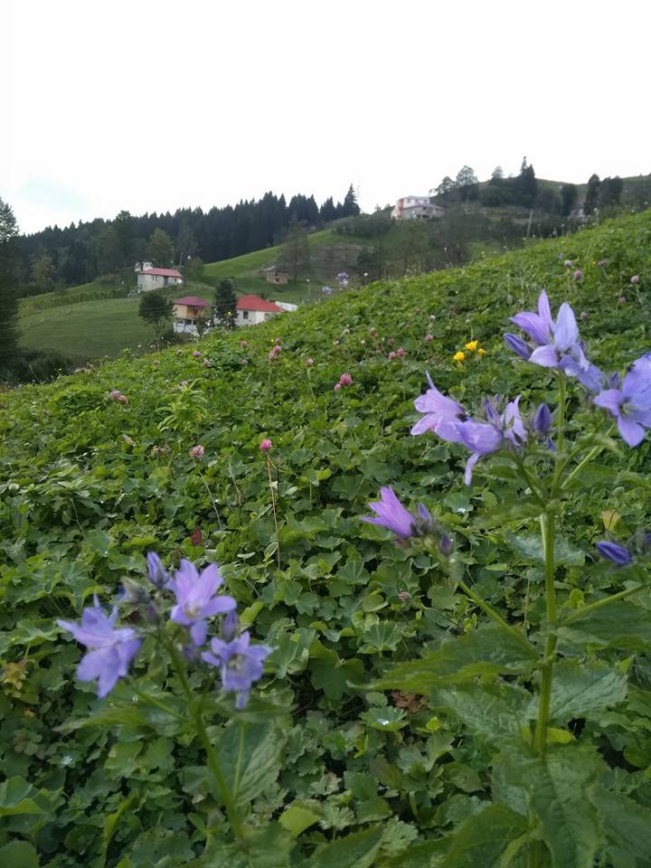 Şalpazarı Sinlice Köyü Resimleri 35