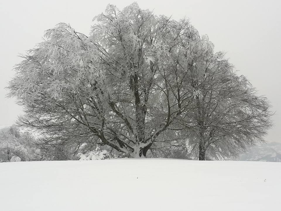 Ayvacık Ardıç Köyü Resimleri 6