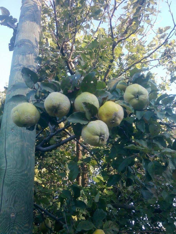 Akıncılar Balçık Köyü Resimleri 24
