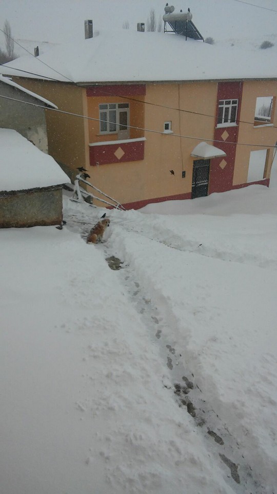 Akıncılar Ballıdere Köyü Resimleri 17