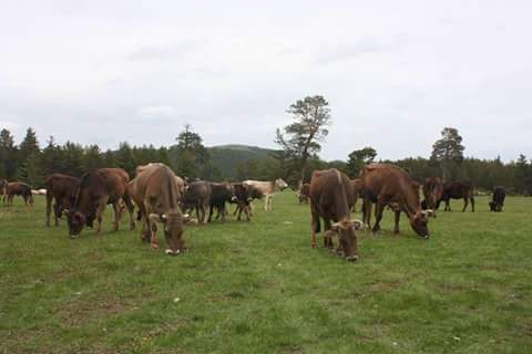 Akıncılar Ballıdere Köyü Resimleri 5