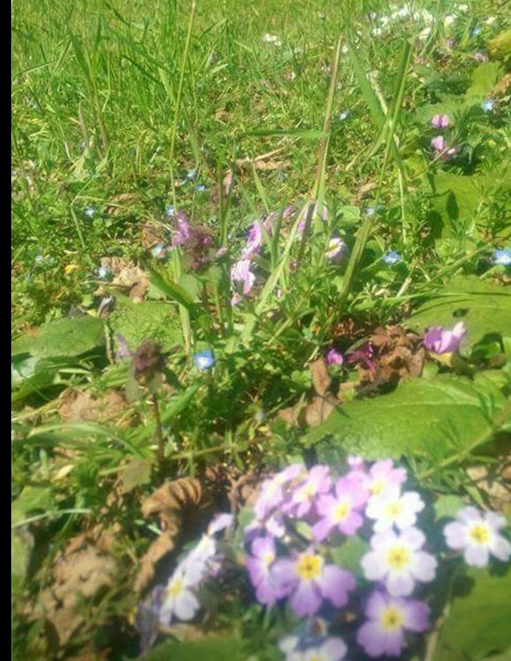 Ayvacık Yeşilpınar Köyü Resimleri 4