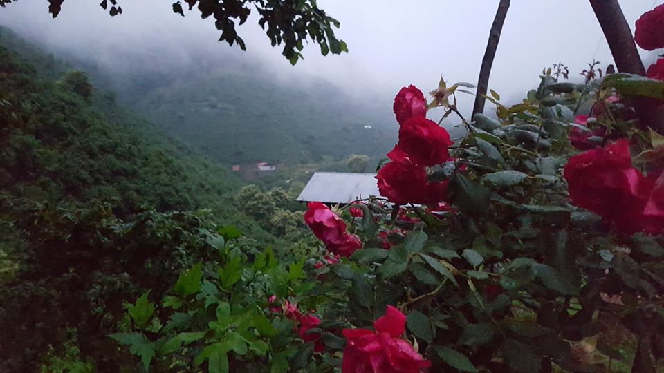 Ayvacık Yeşilpınar Köyü Resimleri 7