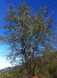 Tonya İskenderli Köyü Resimleri 8