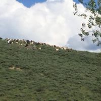 Bayburt Gökçeli Köyü Resimleri 9