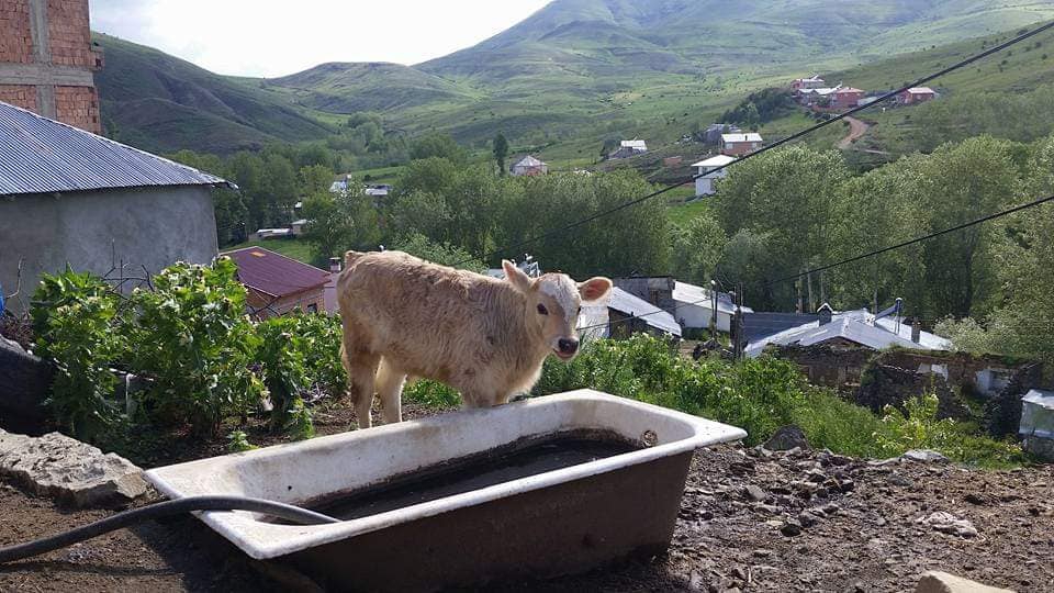 Bayburt Gökler Köyü Resimleri 8