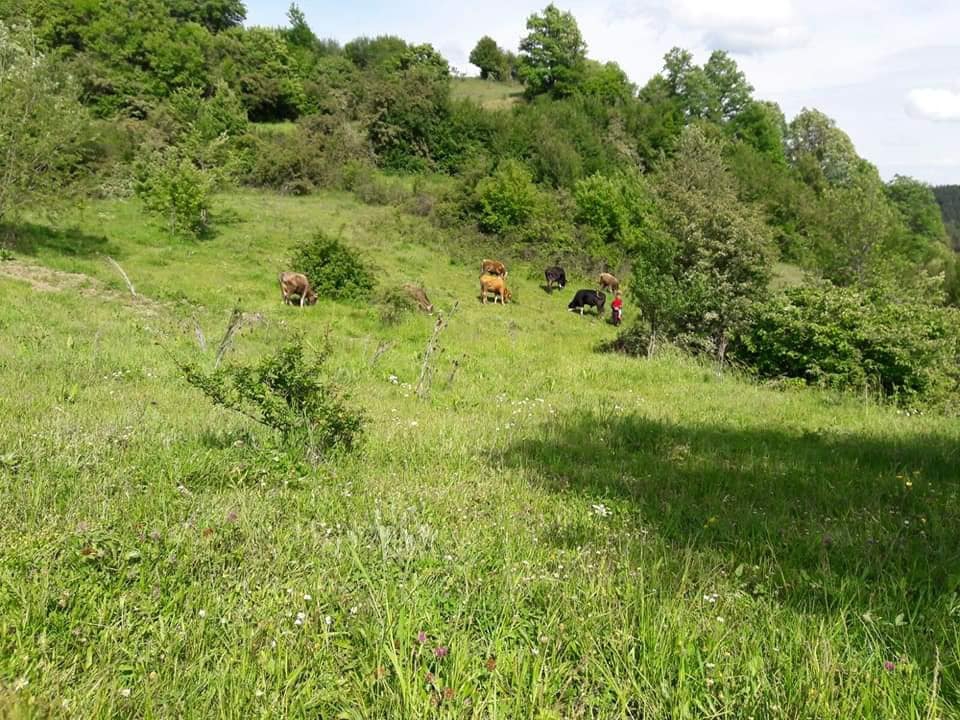 Kastamonu Akçakese Köyü Resimleri 3