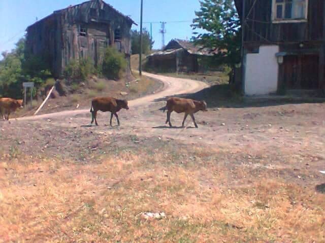 Kastamonu Akçakese Köyü Resimleri 9
