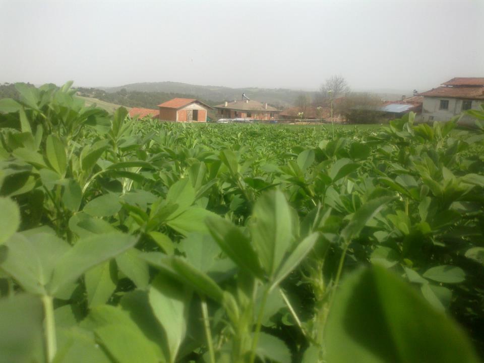 Kastamonu Alpagut Köyü Resimleri 6