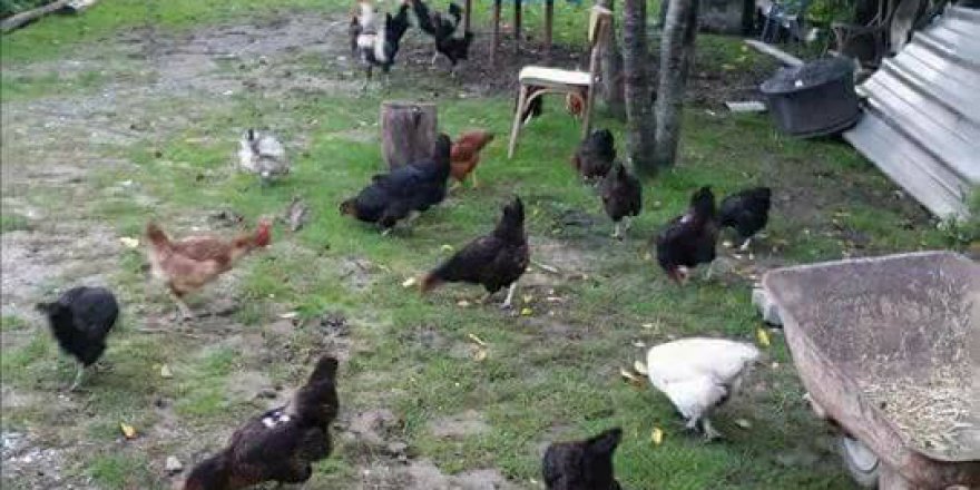 Kastamonu Aşağıismailli Köyü Resimleri